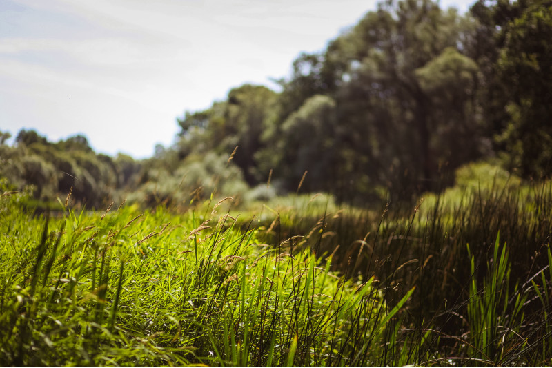 Habitat Creation - Greenways Countryside Management