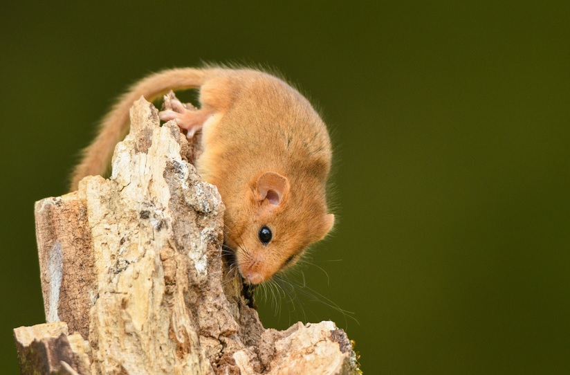 Dormice
