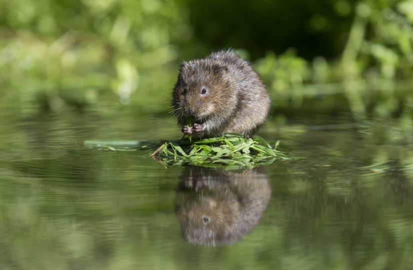 Water Vole 2
